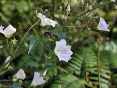 Malva weinmanniana