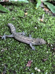 Lepidodactylus lugubris