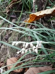 Ophiopogoneae
