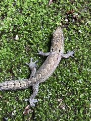 Lepidodactylus lugubris