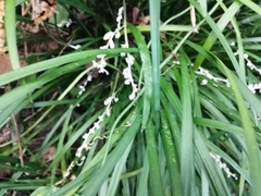 Ophiopogoneae