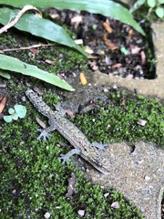 Lepidodactylus lugubris