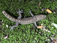 Lepidodactylus lugubris