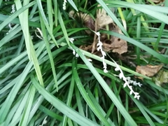 Ophiopogoneae
