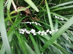 Ophiopogoneae