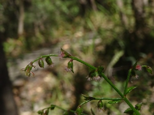 Gonocarpus teucrioides (Gonocarpus teucrioides)
