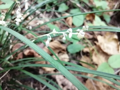 Ophiopogoneae