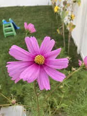 Angiospermae