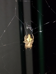 Socca pustulosa