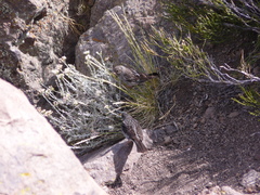 Rhopospina carbonaria