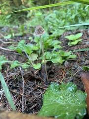 Psathyrella microrhiza