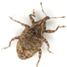 Conotrachelus seniculus - Photo (c) Mike Quinn, Austin, TX, some rights reserved (CC BY-NC), uploaded by Mike Quinn, Austin, TX
