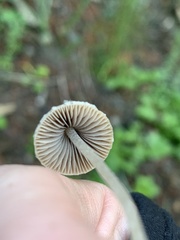 Psathyrella microrhiza
