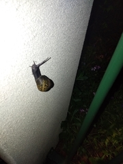 Cornu aspersum