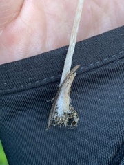 Psathyrella microrhiza