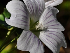 Malva weinmanniana