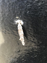 Liothula omnivora