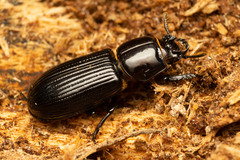 Aulacocyclus