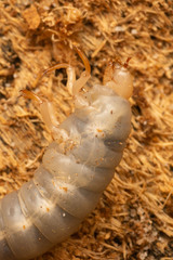 Aulacocyclus