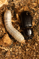 Aulacocyclus