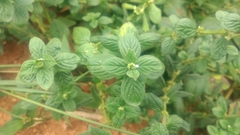 Spermacoce alata
