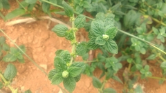 Spermacoce alata