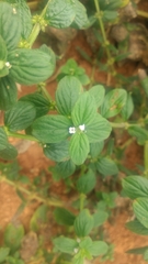 Spermacoce alata