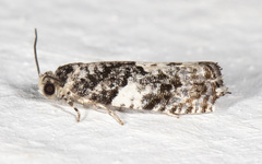Gypsonoma adjuncta