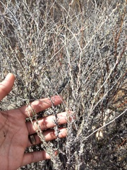 Eriogonum wrightii dentatum