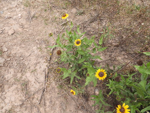 Image of Helianthus laciniatus by (c) Leticia Jiménez Hernández, some rights reserved (CC BY-SA)