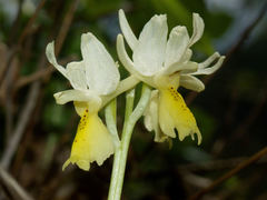 Orchis pauciflora