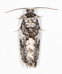Gypsonoma adjuncta