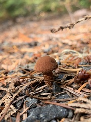 Cystoderma carcharias
