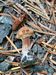 Cystoderma carcharias