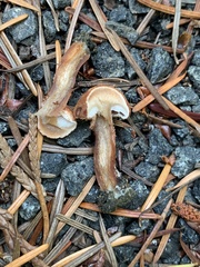 Cystoderma carcharias