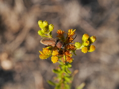Crossidius testaceus
