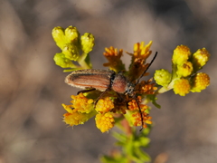 Crossidius testaceus