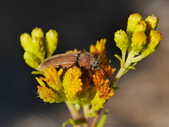 Crossidius testaceus