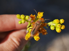 Crossidius testaceus