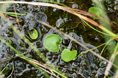 Centella erecta