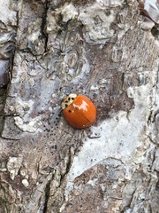 Harmonia axyridis
