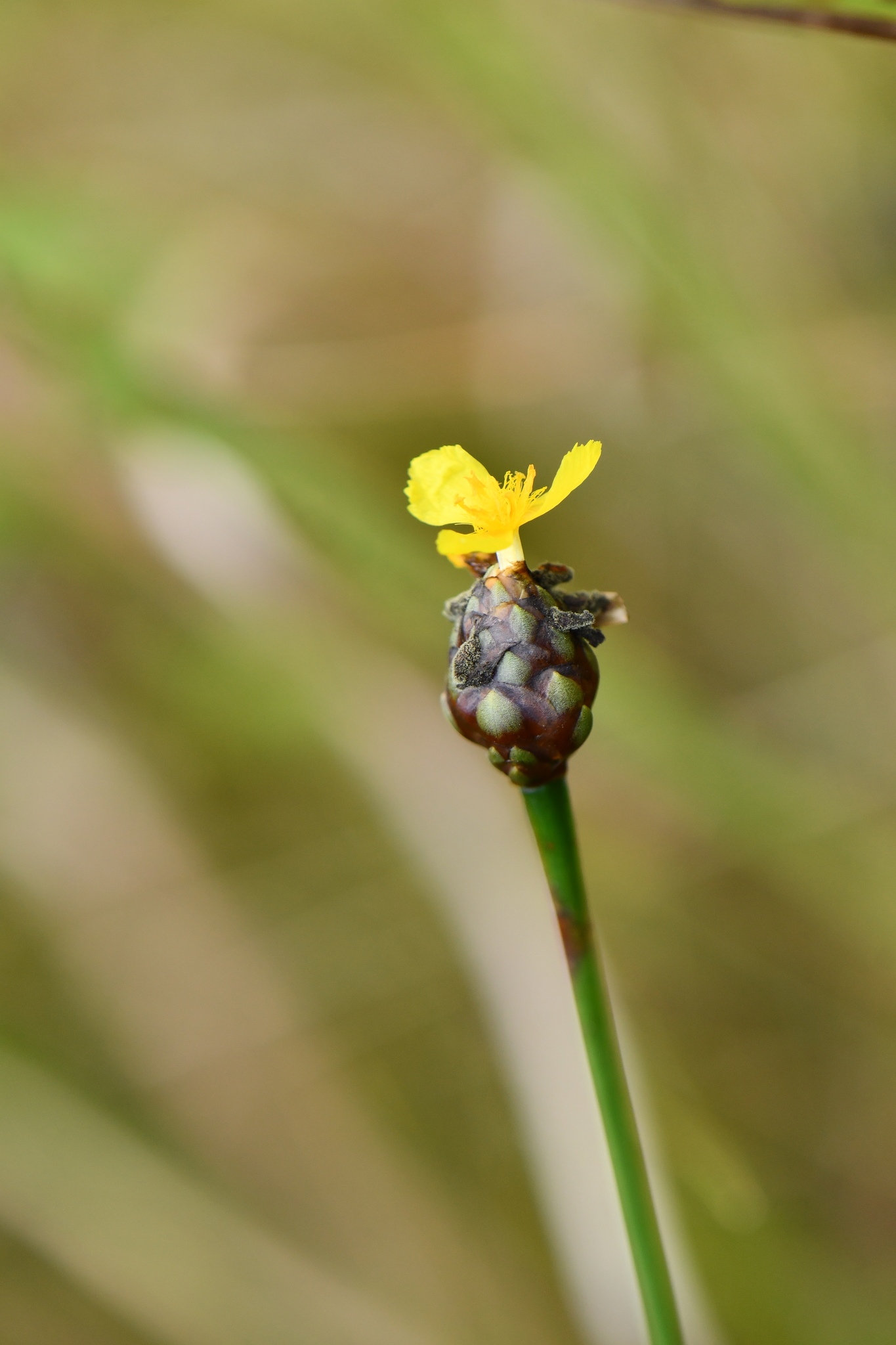Xyris difformis