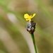 Bog Yellow-eyed Grass - Photo (c) Curren Frasch, some rights reserved (CC BY-NC)