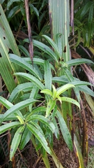 Melicytus lanceolatus
