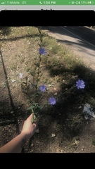 Cichorium intybus intybus