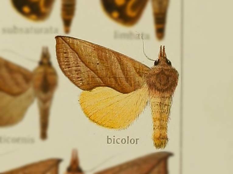 Calyptra bicolor