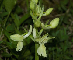 Orchis provincialis