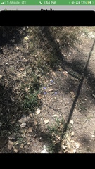 Cichorium intybus intybus