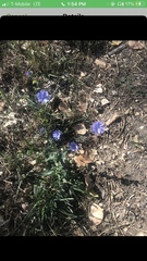 Cichorium intybus intybus