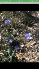 Cichorium intybus intybus
